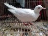 Whaite dove female